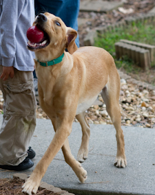 Frax playing ball_edited.jpg