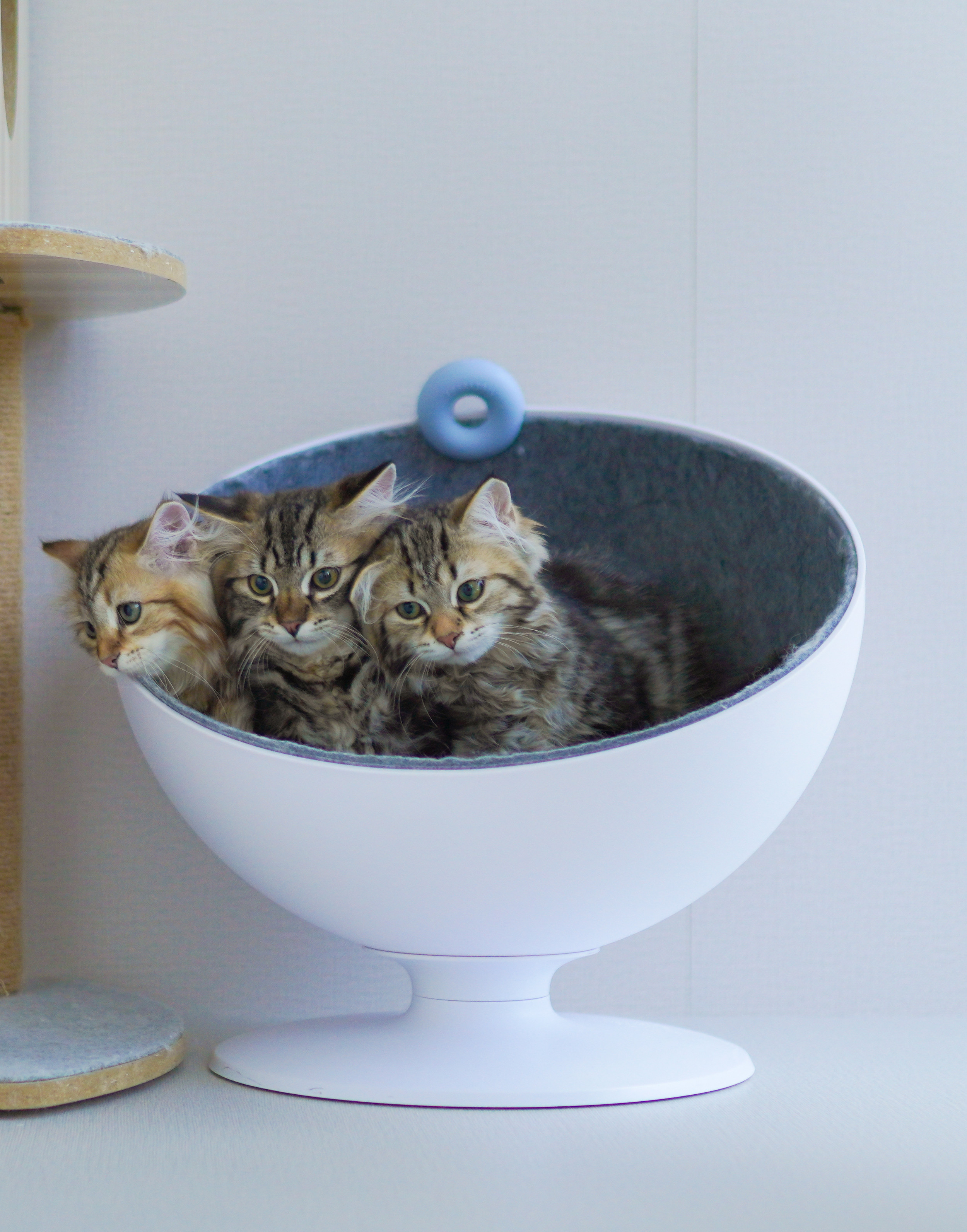 Cat Boarding | The Littlest Things