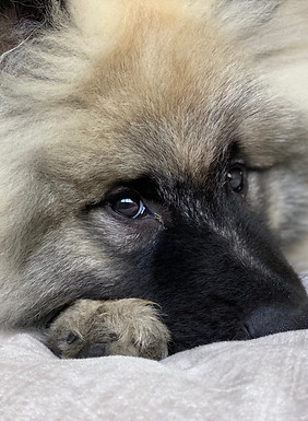 Fluffy Keeshond puppy looking sideways on in mischievous way.jpg