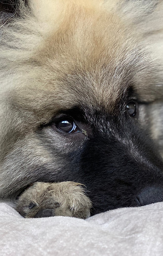 Fluffy Keeshond puppy looking sideways on in mischievous way.jpg
