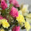 Thumbnail: Pink Lemonade