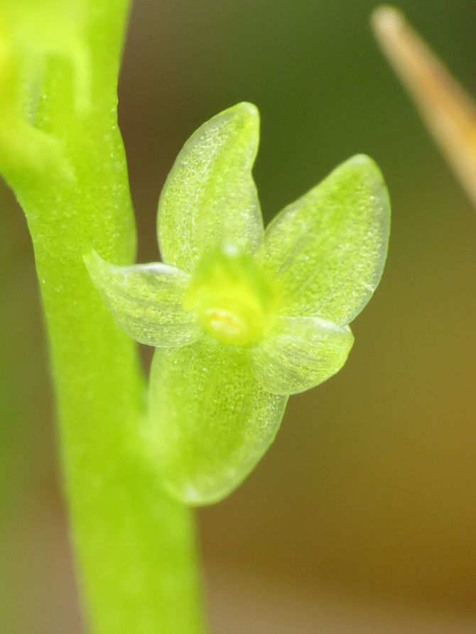 GREEN FAIRY ORCHID