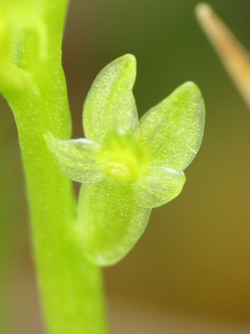 GREEN FAIRY ORCHID