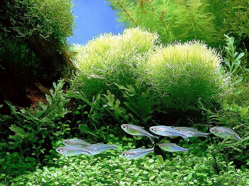 Chlorella nel suo habitat