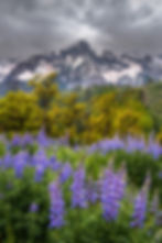 Lupine Wildflowers Mountain Landscape Photo - Colorado Photography Print by Daniel Forster