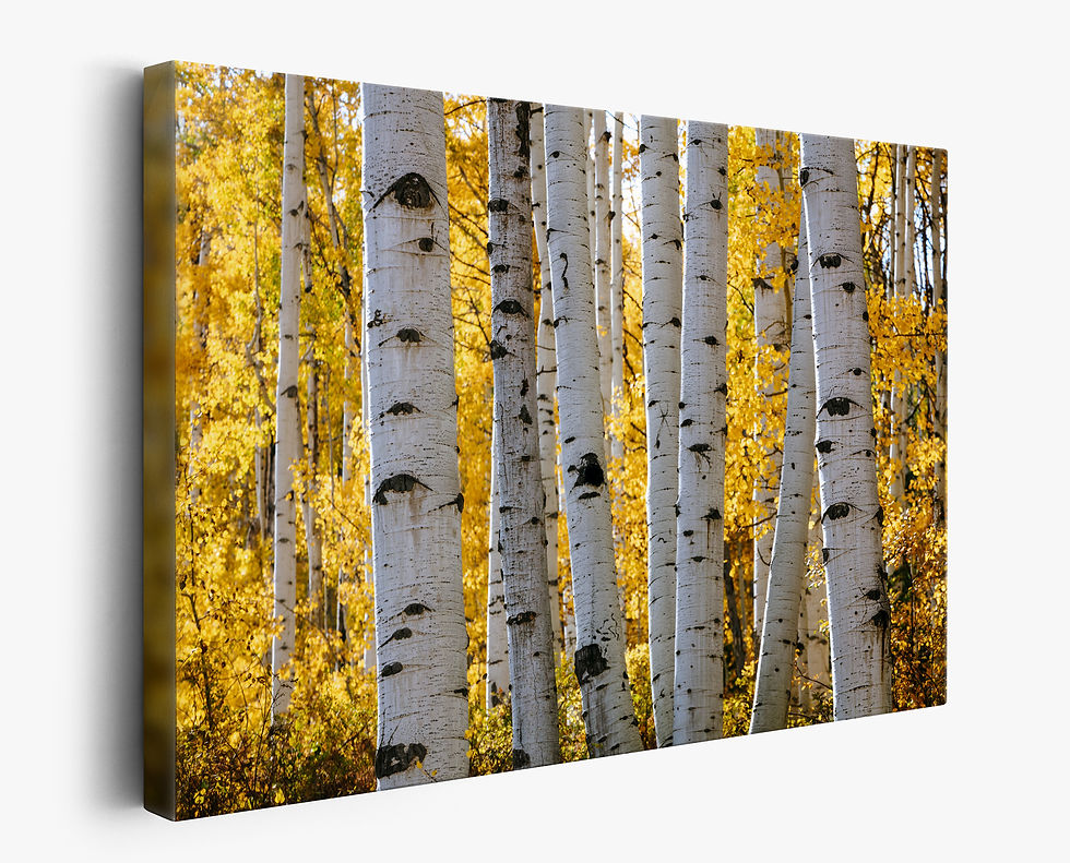 Thumbnail: canvas print of Aspen Forest Photography Print - Autumn Nature picture - Fall Colors Photo - Fine Art by Daniel Forster