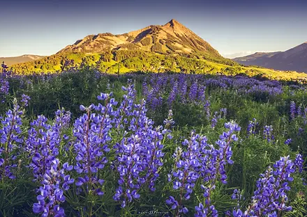 Crested Butte Wildflower Landscape photo by Daniel Forster Photography