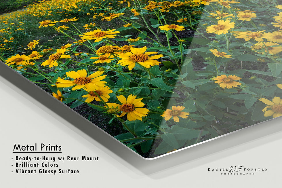 Thumbnail: metal print of Yellow Wildflowers in Garden of the Gods Park Photography Fine Art Print by Daniel Forster