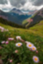 Colorado Fine Art Landscape Photography - Wildflowers in San Juan Mountains by Daniel Forster