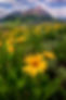 Crested Butte Wildflowers Fine Art Print - Colorado Landscape Photo Amber Climax