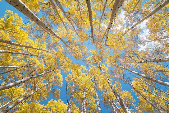 Autumn Aspen Forest lookup to the sky photo.webp