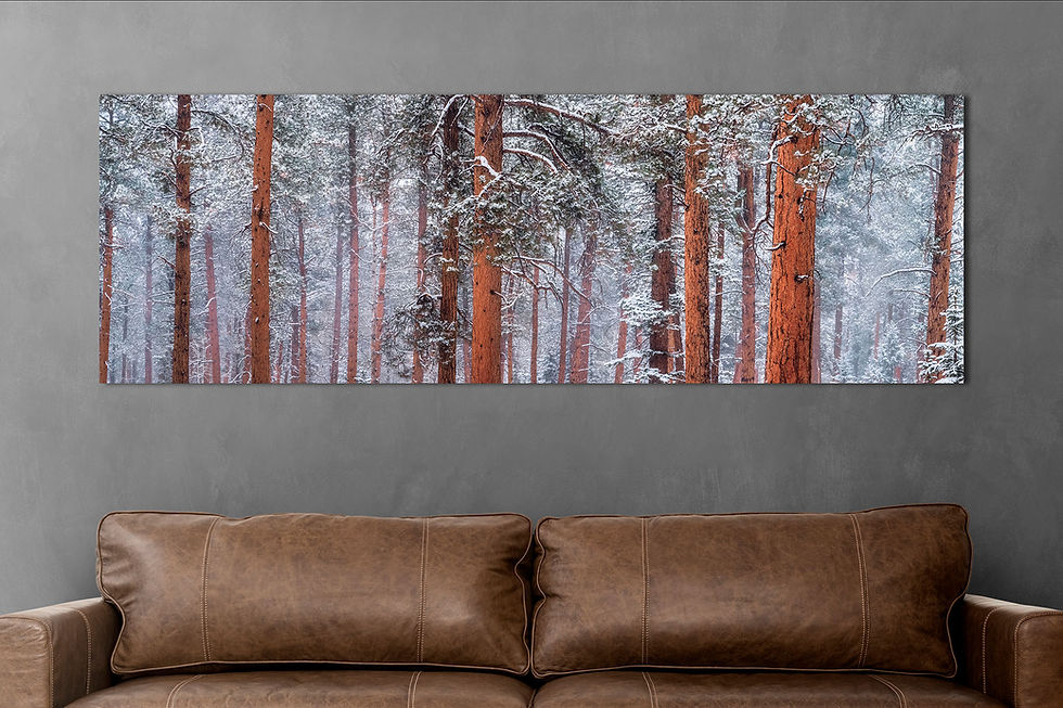 Thumbnail: photo over couch of Snowy Winter Forest - Douglas Fir Trees - Colorado Fine Art Photography Print by Daniel Forster
