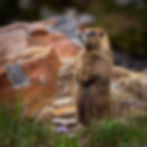 Marmot along Black Bear Pass in Colorado
