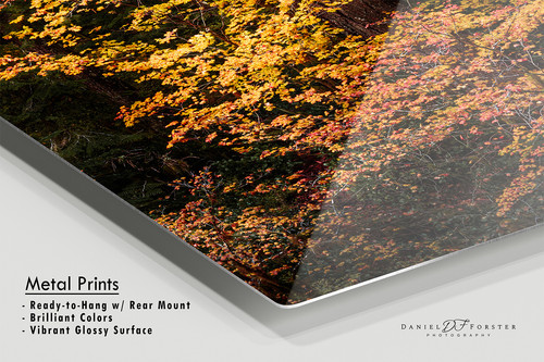 Pacific Northwest Fall Colors Photo - Autumn Vine Maple Fine Art Print