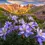 Thumbnail: Colorado Fine Art Landscape Photography - Wildflowers in San Juan Mountains by Daniel Forster