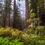 Thumbnail: Redwood Forest Springtime Nature Fine Art Print - California Photography by Daniel Forster