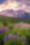 Kebler Pass Crested Butte Purple Lupine Wildflowers and East Beckwith Mountain landscape photography print by Daniel Forster