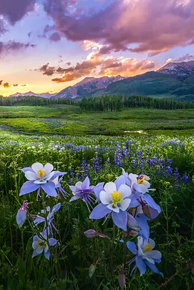 Crested Butte Colorado Wildflower Fine Art Photography Print by Daniel Forster