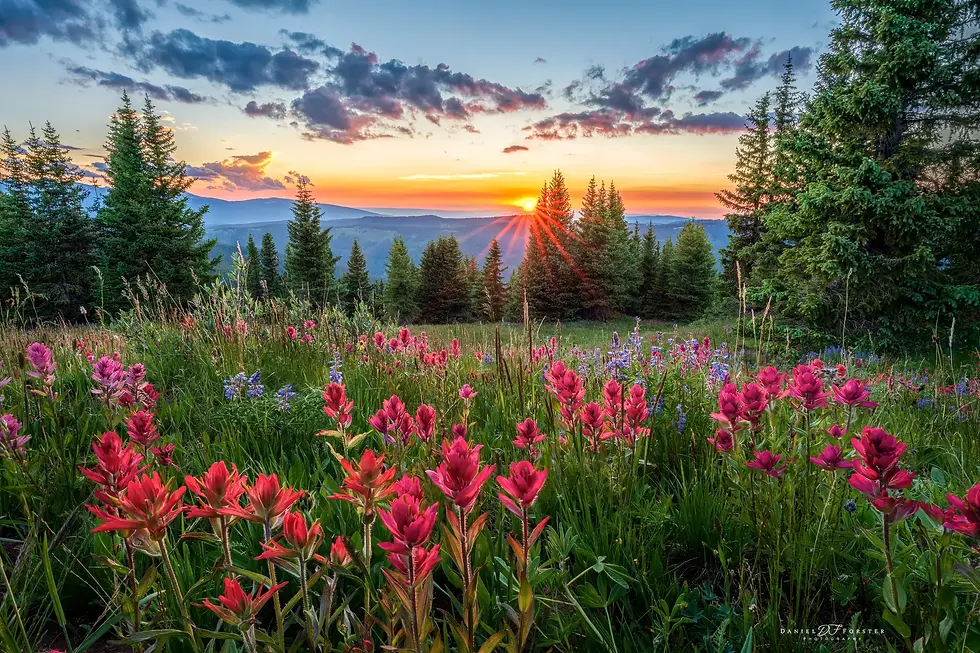 Wildflower Sunset Photo - Colorado Landscape Photography - Wild Light by Daniel Forster Photography