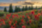 Colorado Wildflowers Fine Art Photo - Fine Art Landscape Photography Print by Daniel Forster