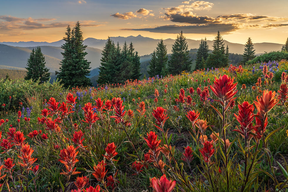 Colorado Wildflowers Fine Art Photo - Fine Art Landscape Photography Print by Daniel Forster