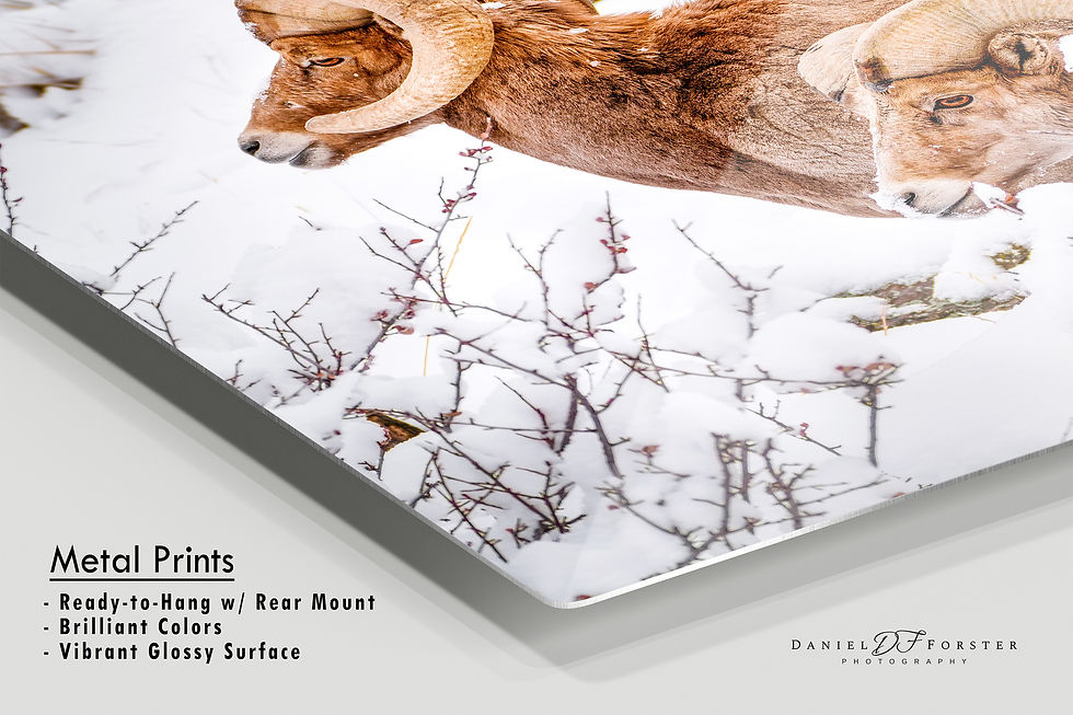 Thumbnail: metal print of Photo of Bighorn Sheep in Garden of the Gods Park - Colorado Winter Photography by Daniel Forster