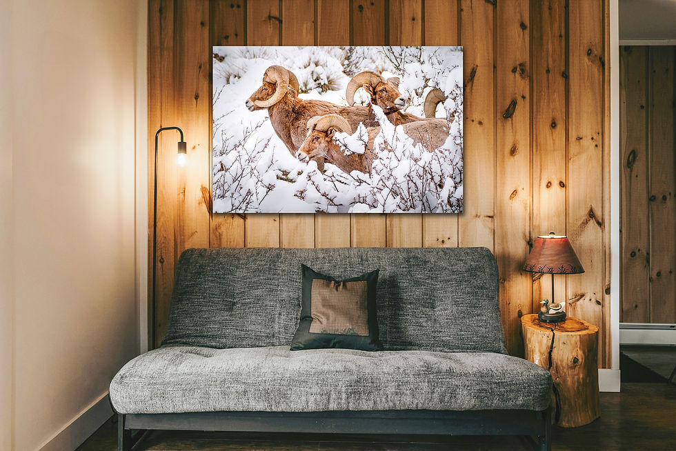 mockup over couch Photo of Bighorn Sheep in Garden of the Gods Park - Colorado Winter Photography by Daniel Forster