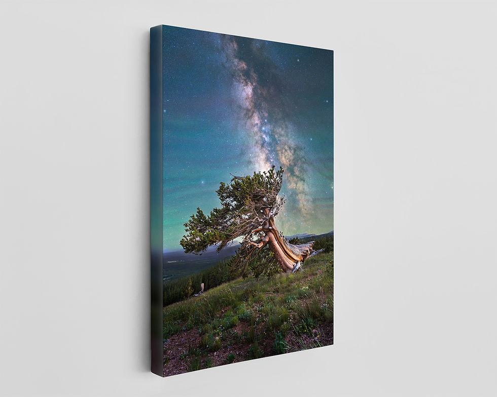 Thumbnail: canvas print of Colorado Nightscape Milky Way Fine Art | Ancient Bristlecone Pine Tree Photo by Daniel Forster