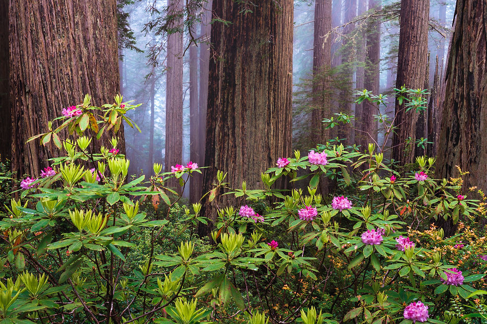California Redwood Forest Nature Photo - Foggy Spring Morning Fine Art Print by Daniel Forster