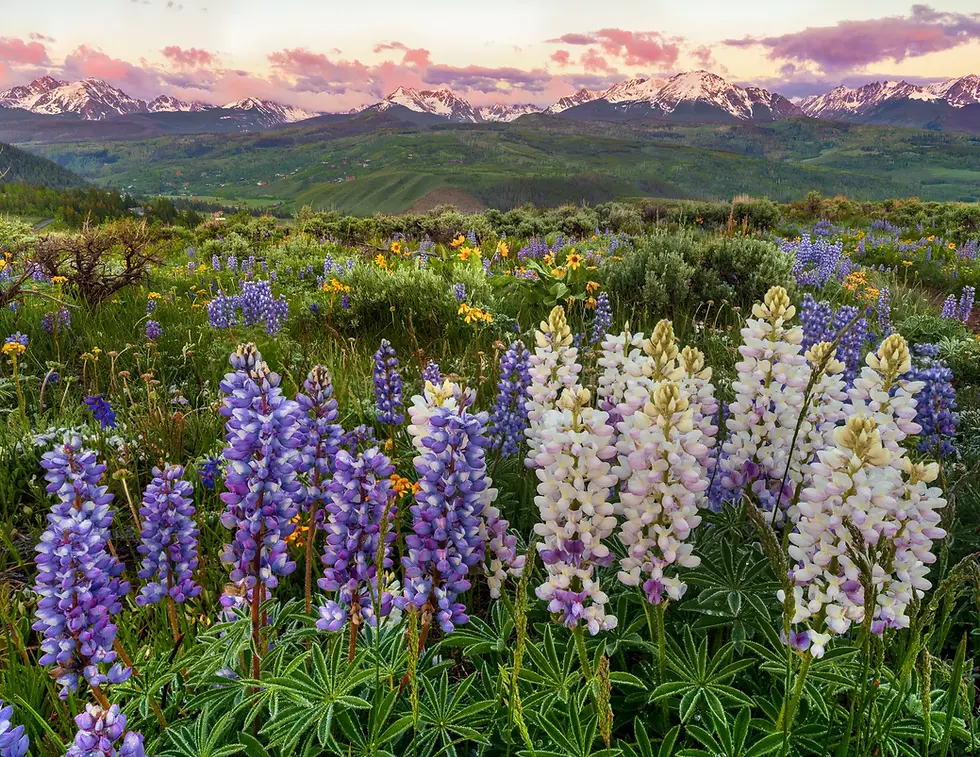 Thumbnail: Colorado 2026 Wall Calendar - Scenic Landscapes Fine Art by Daniel Forster Photography gore range wildflowers