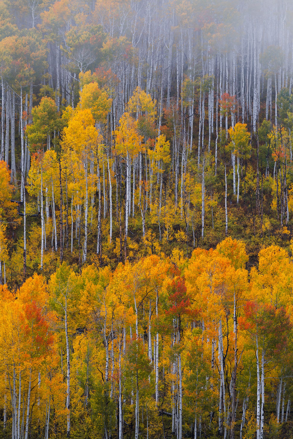 Colorado Aspen Forest Autumn Photo | Fall Colors Layers Print by Daniel Forster