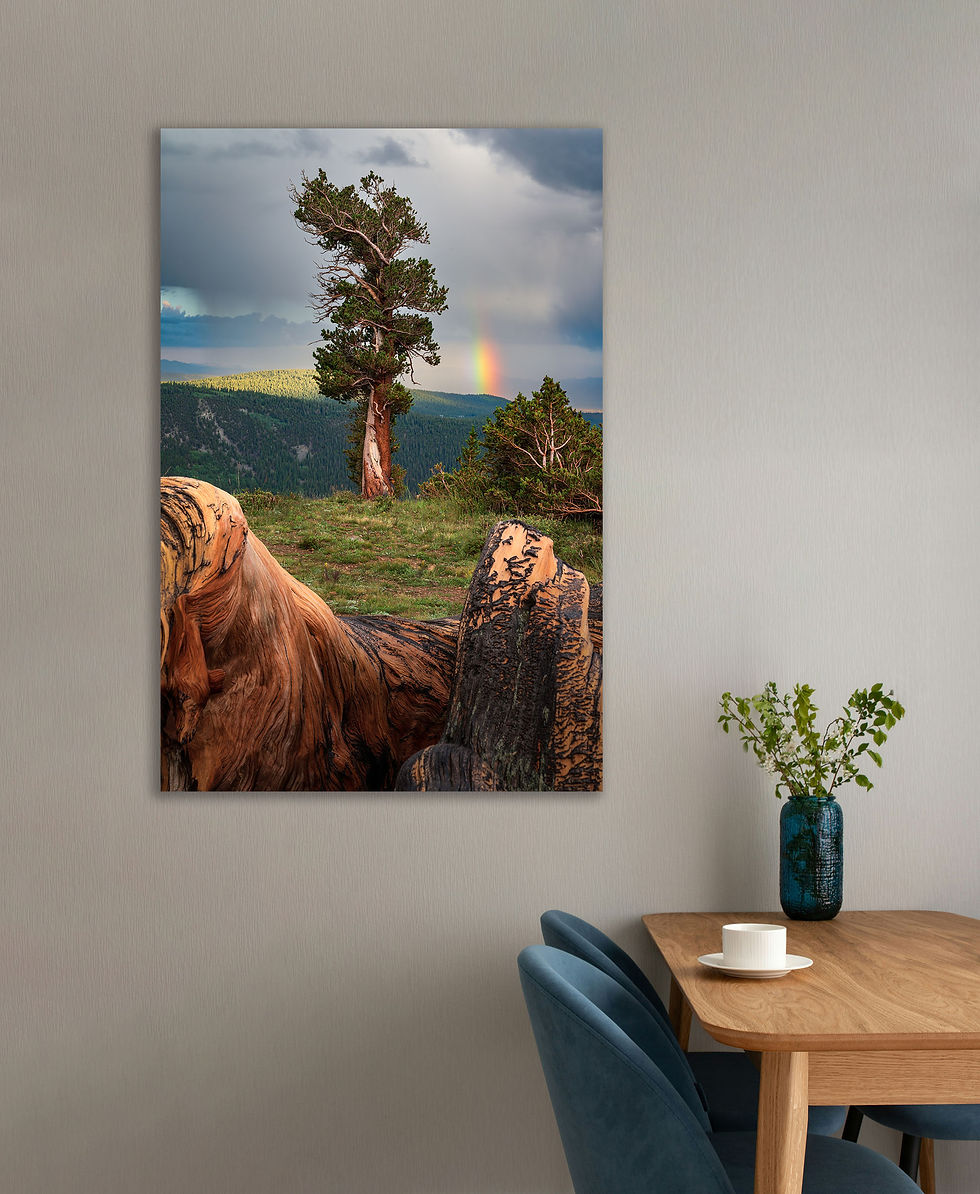Thumbnail: print in dining room of Bristlecone Pine Tree - Stormy Windy Ridge Colorado Landscape Print by Daniel Forster Photography
