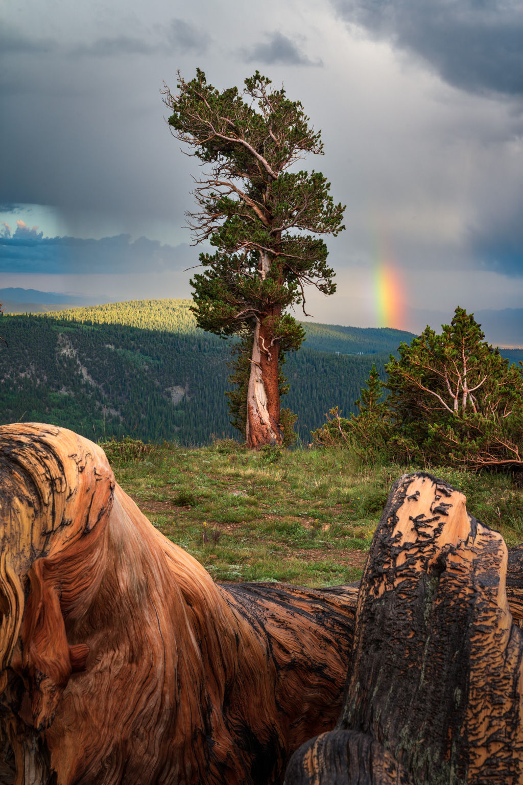 Bristlecone Pine Tree Photo - Stormy Windy Ridge Colorado Landscape Print by Daniel Forster Photography