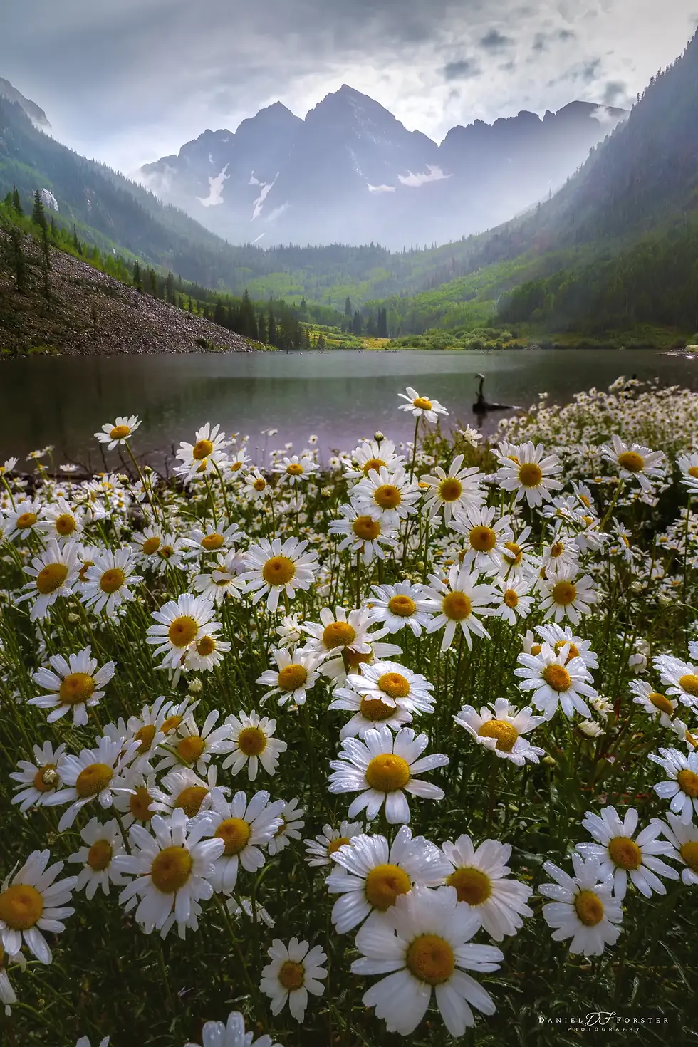 Maroon Bells Colorado Summer Wildflowers Vertical Landscape Photo print by Daniel Forster