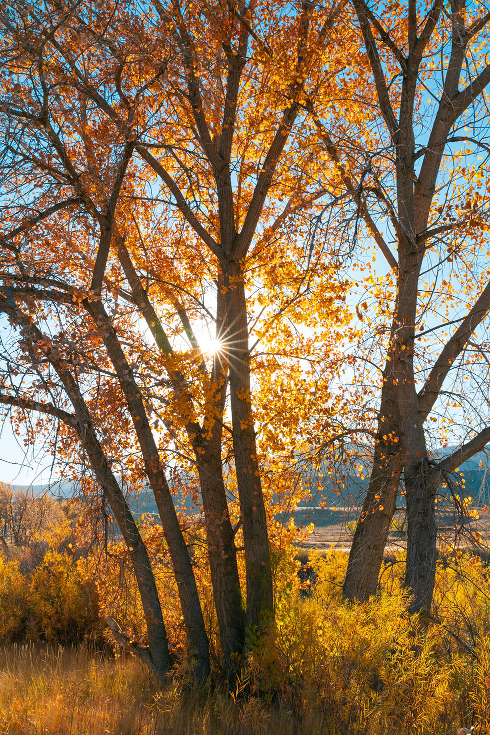 Cottonwood Trees Autumn Photo | Colorado Fall Colors Sunburst Print by Daniel Forster Photography
