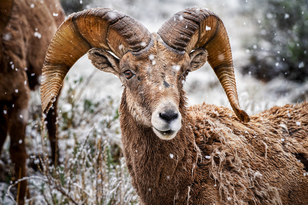 Bighorn Sheep Portrait during Winter in Colorado photography print