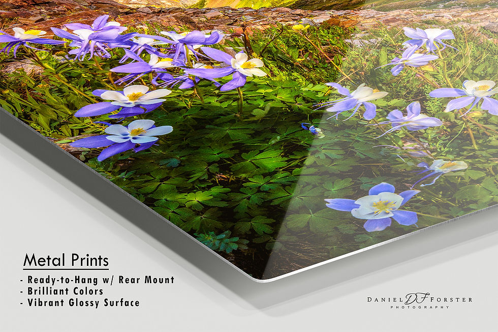 Thumbnail: metal print of San Juan Mountains Wildflower Photo | Colorado Columbine Alpine Print by Daniel Forster Photography