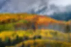 Thumbnail: Autumn Landscape Photography Print - Colorado Fall Colors - Photo of Kebler Pass Aspen Forest - Fine Art by Daniel Forster