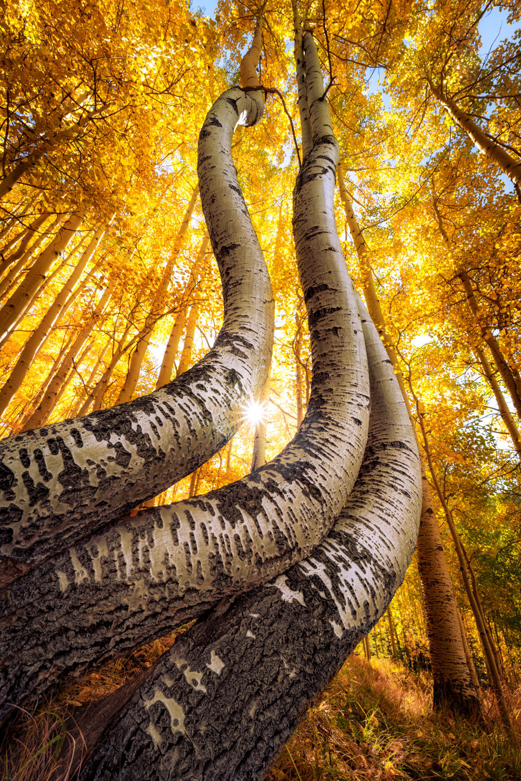 Dancing Aspen Trees Photo | Colorado Autumn Forest Sunburst Print by Daniel Forster Photography