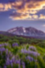 Colorado Landscape Print - Kebler Pass Wildflower & Mountain Sunset by Daniel Forster