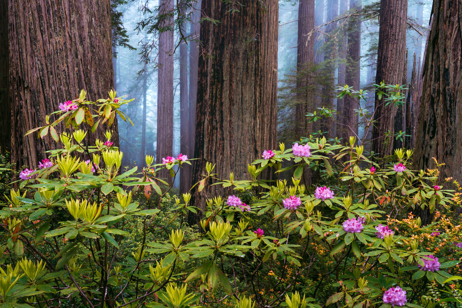 California Redwood Forest Nature Photo - Foggy Spring Morning Fine Art Print by Daniel Forster