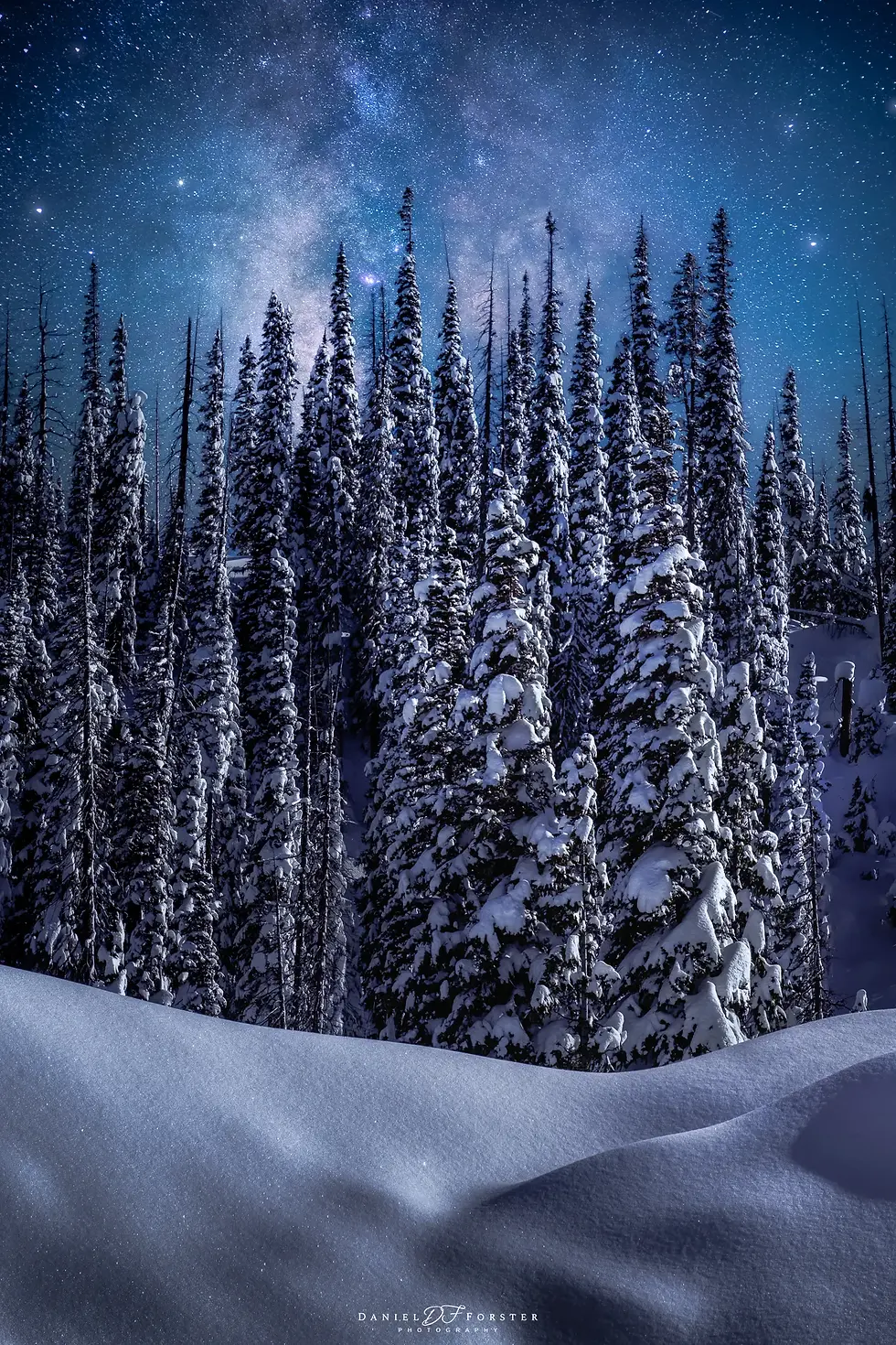 Starry Night Winter Forest Photo - Night Sky Fine Art - Wolf Creek Pass Colorado by Daniel Forster Photography