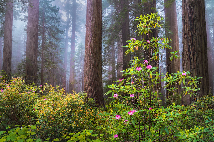 Redwood Forest Photo California Nature Fine Art Photography print.jpg