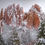 Thumbnail: Garden of the Gods Winter Photo | Snow Storm Colorado Springs Print by Daniel Forster