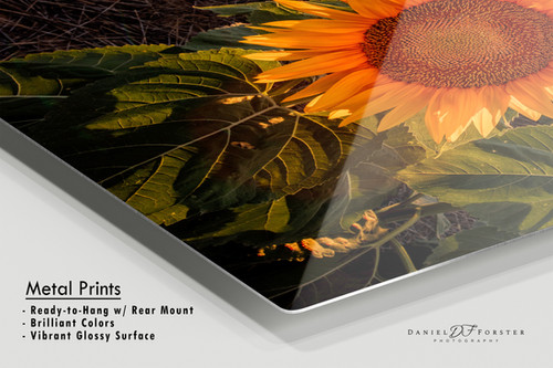 Sunflower Sunset Fine Art | Nature Photography Print for Sale