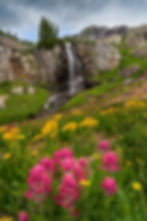 Waterfall Wildflowers San Juan Mountains Photo - Colorado Landscape Print by award winning photographer by Daniel Forster