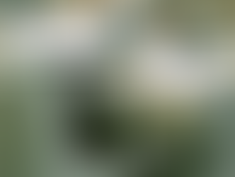 Making Christmas plans