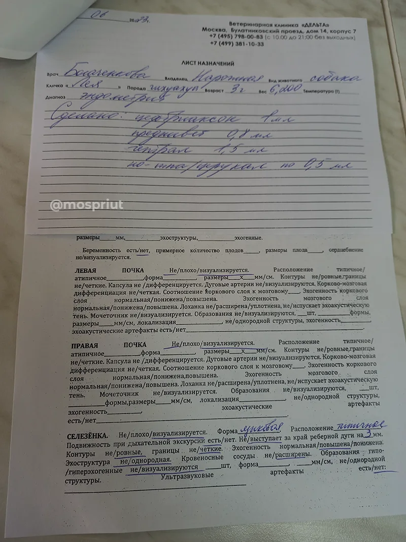 Помогите нам вылечить маленькую собачку Лею 🙏 | Приют для бездомных животных (собак), Москва, МО