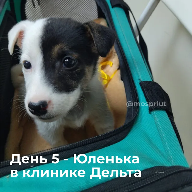 Щенку Юленьке из нашего приюта, которую подбросили в коробке нужна помощь в оплате стационара | Приют для бездомных животных (собак), Москва, МО
