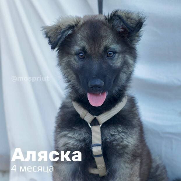 Щенки из приюта мечтают обрести своих хозяев. Давайте быстрее найдём им дом 🙏 | Приют для бездомных животных (собак), Москва, МО